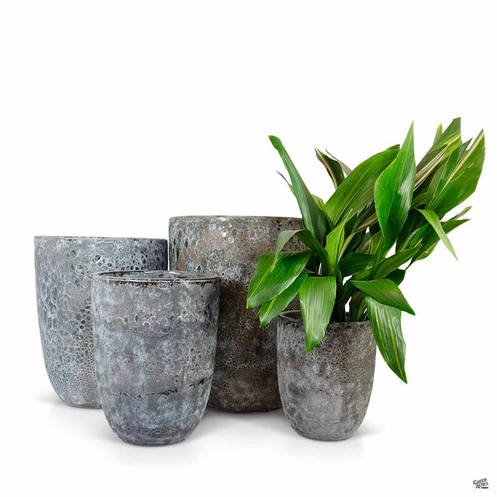 Tall Milano Cone Planter Group with Plant