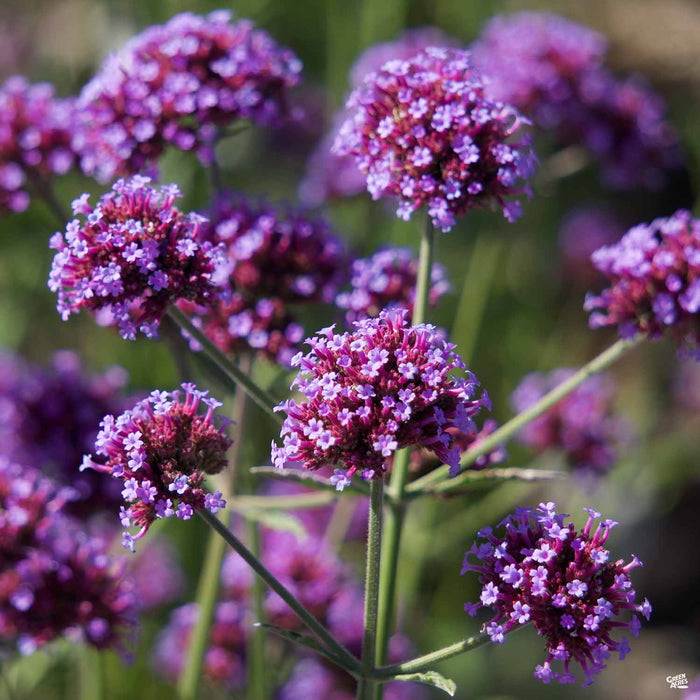 Verbena 'Meteor Shower'