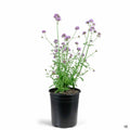 Verbena 'Meteor Shower' 1 gallon