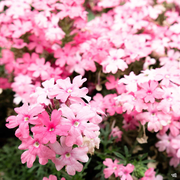 Verbena Tapien Pink