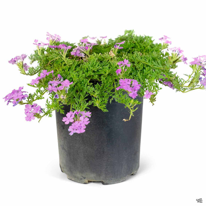 Verbena Tapien Pink 1 gallon