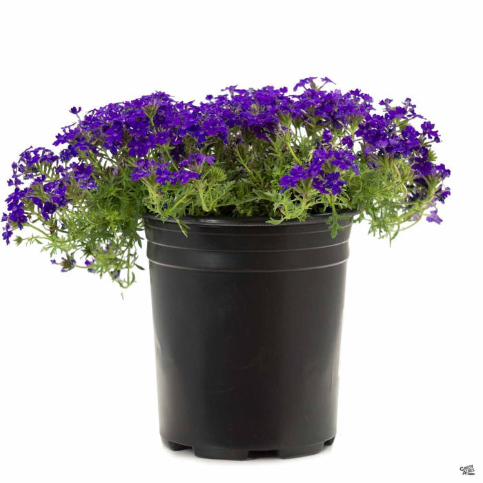 Verbena Tapien Blue Violet 1 gallon