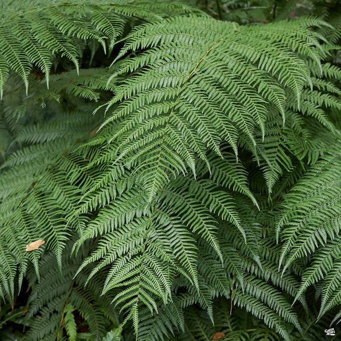 Tasmanian Tree Fern