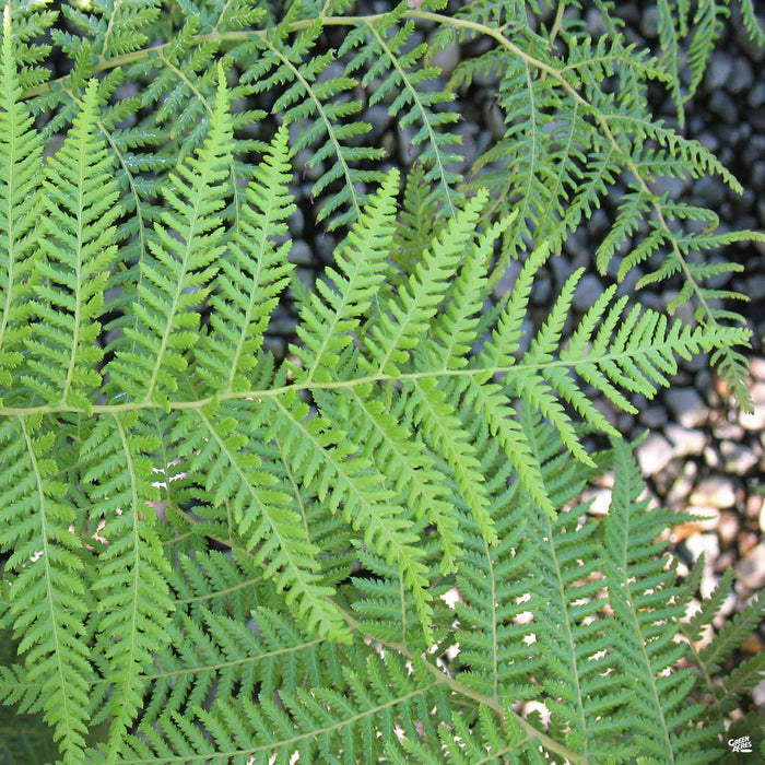 Tasmanian Tree Fern
