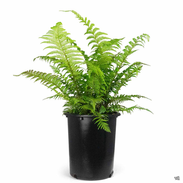 Tasmanian Tree Fern 5 gallon