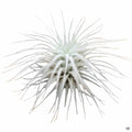 Tectorum Ecuador small