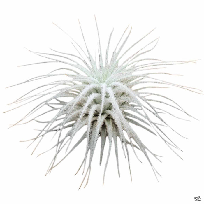 Tectorum Ecuador small