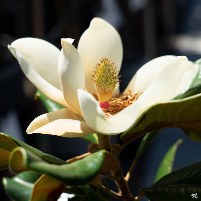 Teddy Bear Southern Magnolia