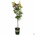 Teddy Bear Southern Magnolia 5 gallon