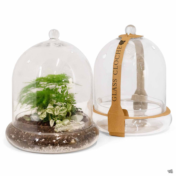 Large Cloche Terrarium
