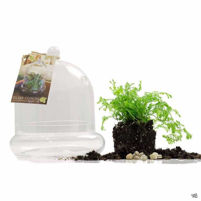 Syndicate Small Glass Cloche