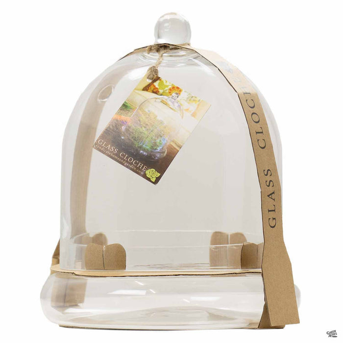 Syndicate Large Glass Cloche