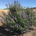 Vitex agnus-castus
