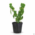 Texas Mallow 1 gallon