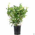 Texas Privet 1 gallon