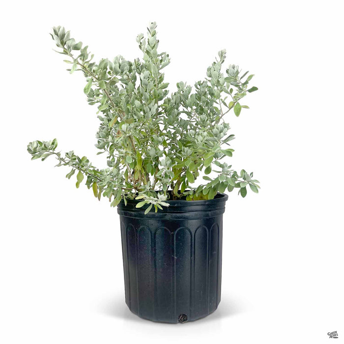 Texas Ranger Silverado 3 gallon
