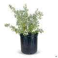 Texas Ranger Silverado 3 gallon