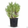 Texas Ranger Green Cloud 3 gallon