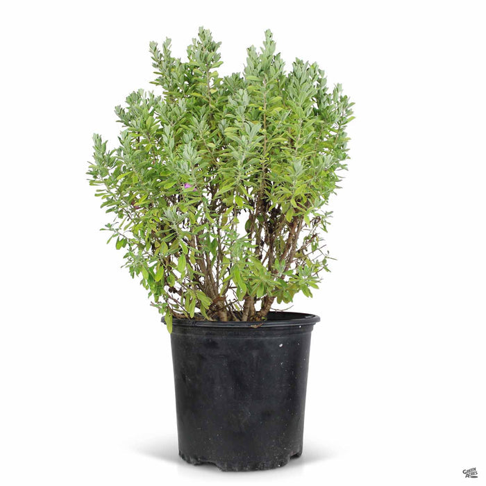 Texas Ranger Green Cloud 3 gallon