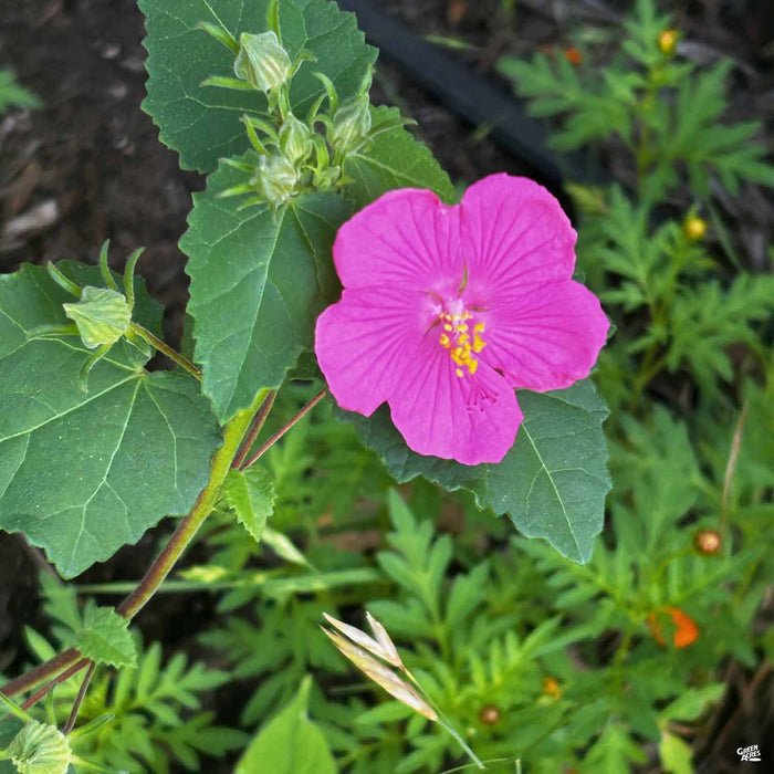 Texas Rock Rose