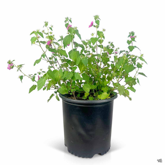 Texas Rock Rose 3 gallon