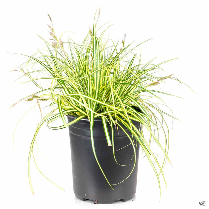 Sedge Evergold 1 gallon