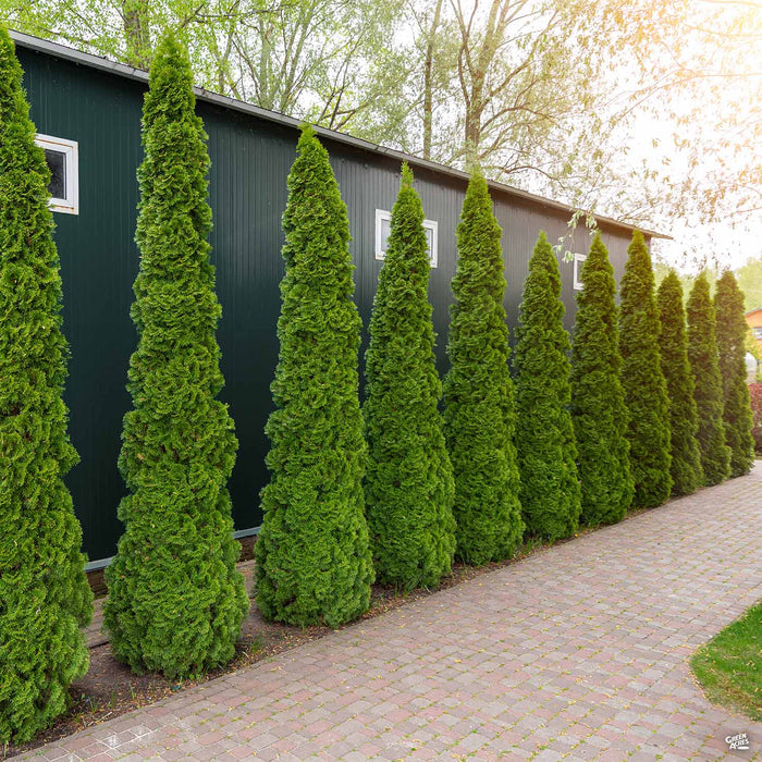 Thuja 'Emerald Green'