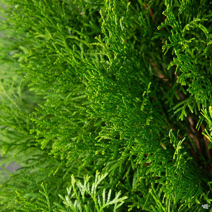 Thuja 'Emerald Green'