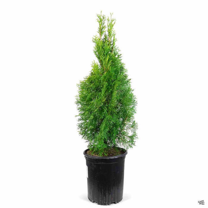 Thuja Emerald Green 5 gallon black cat