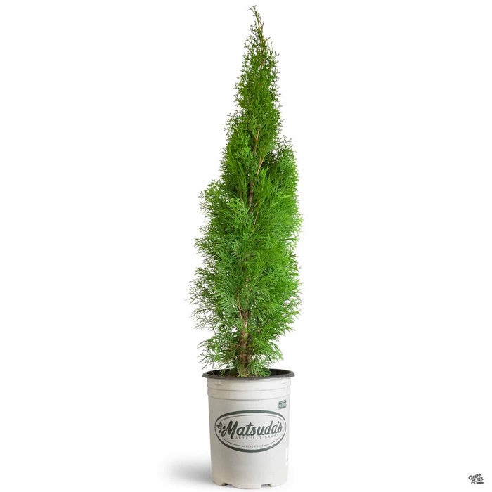 Thuja 'Emerald Green' 5 gallon Matsuda's