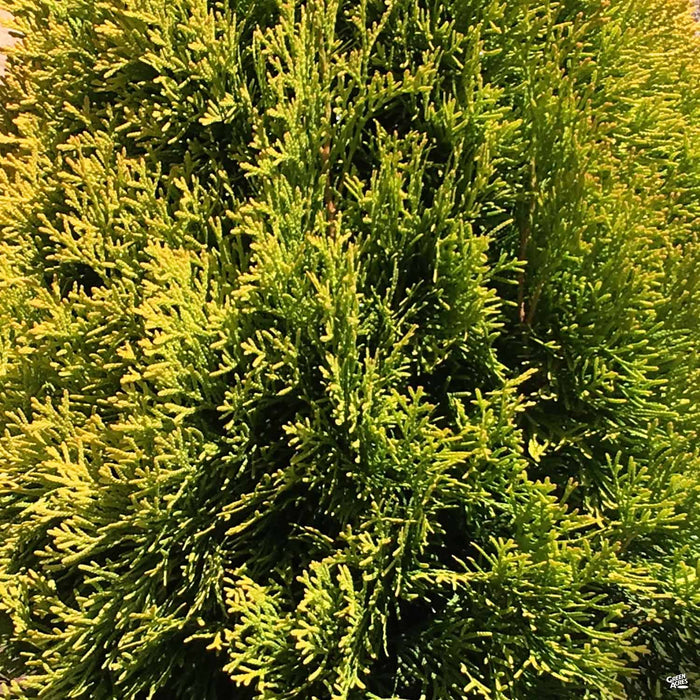 Janed Gold Thuja