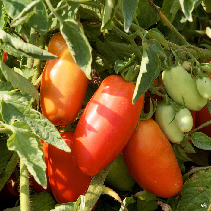 'San Marzano' Tomato