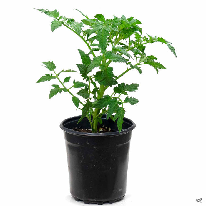 Tomato 1 gallon