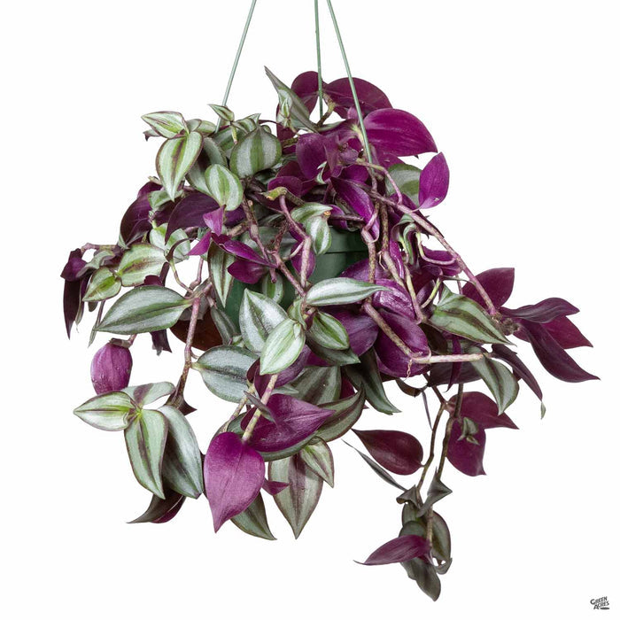Tradescantia zebrina
