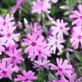 Trailing Phlox