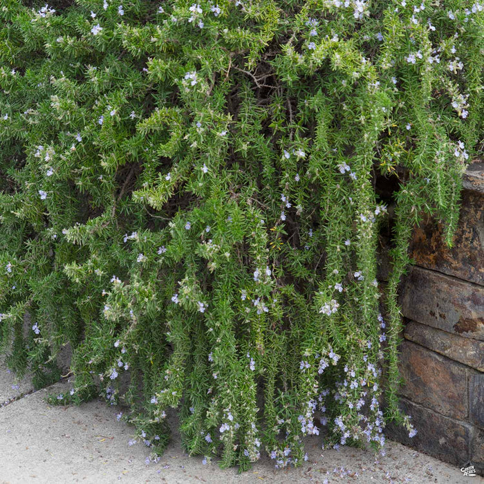 Trailing Rosemary