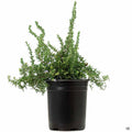Trailing Rosemary 1 gallon