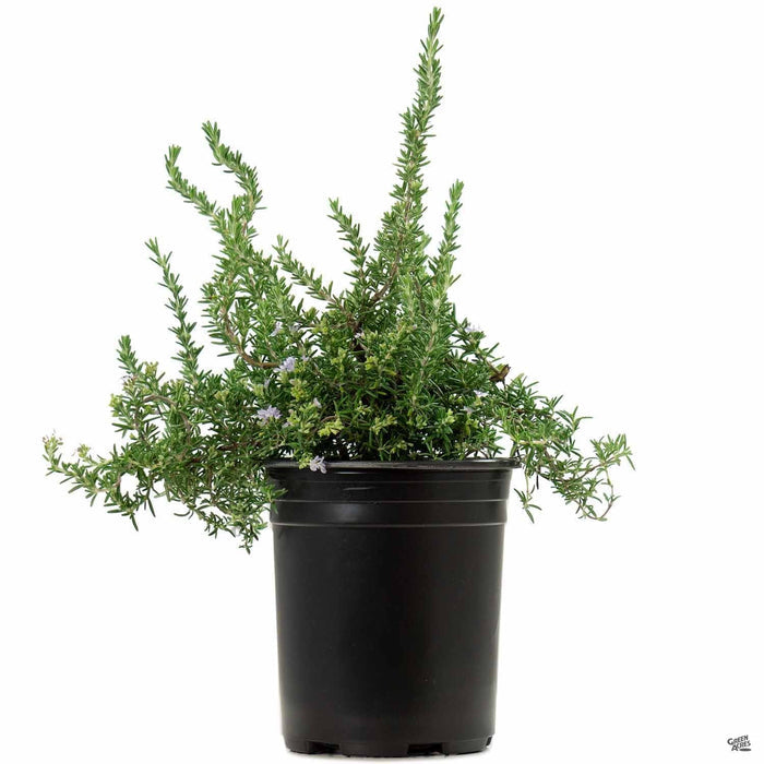 Trailing Rosemary 1 gallon