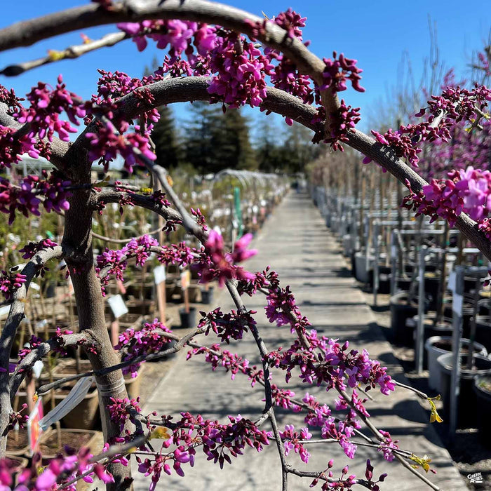 Traveller Weeping Redbud