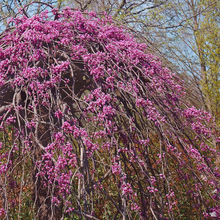 Traveller Weeping Redbud