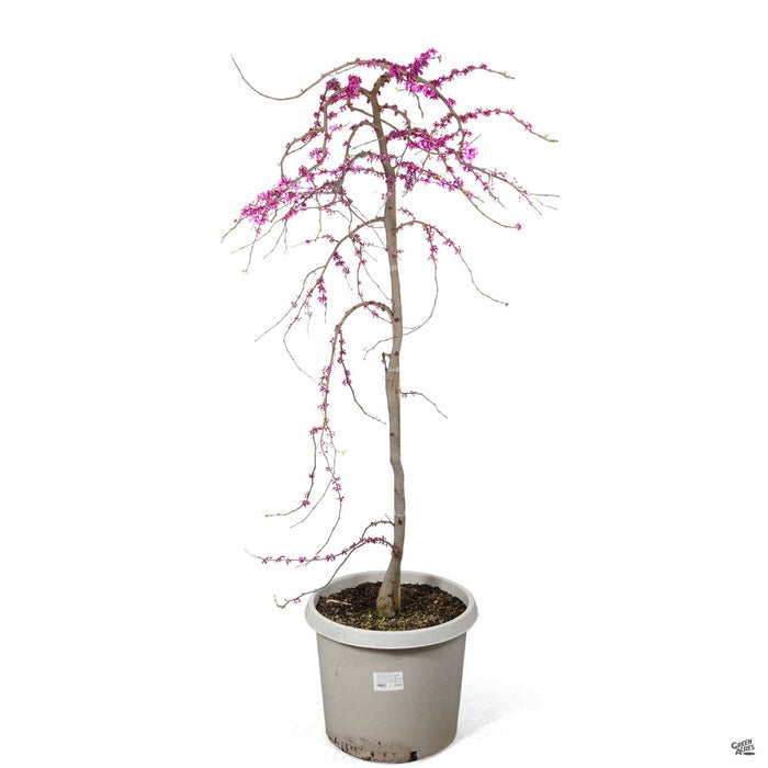 Traveller Weeping Redbud 15 gallon squat