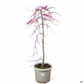 Traveller Weeping Redbud 15 gallon squat
