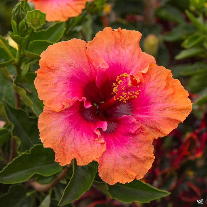 Pink Tropical Hibiscus