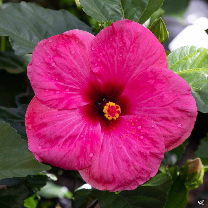 Pink Tropical Hibiscus