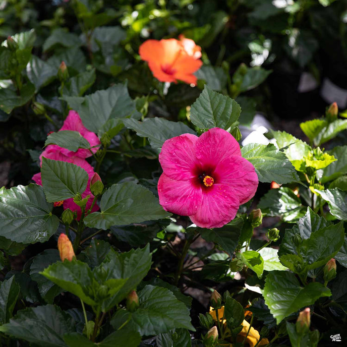 Tropical Hibiscus