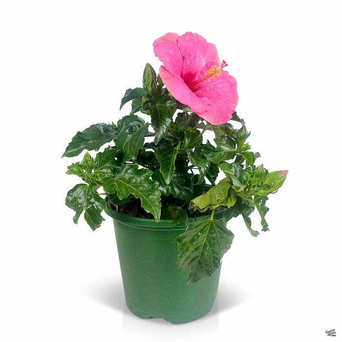 Pink Tropical Hibiscus 8 inch