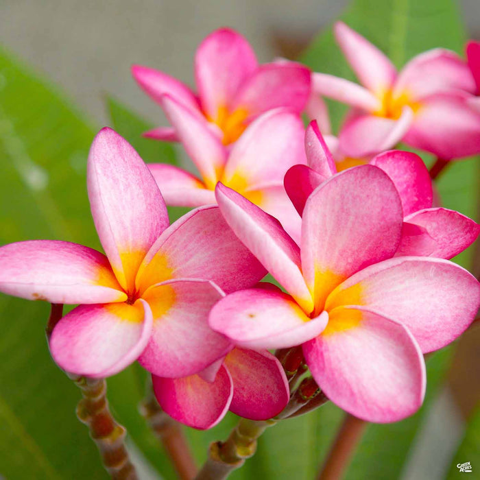 Plumeria Pink Blooms