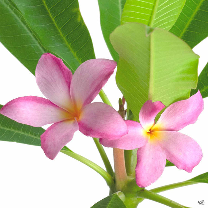 Plumeria