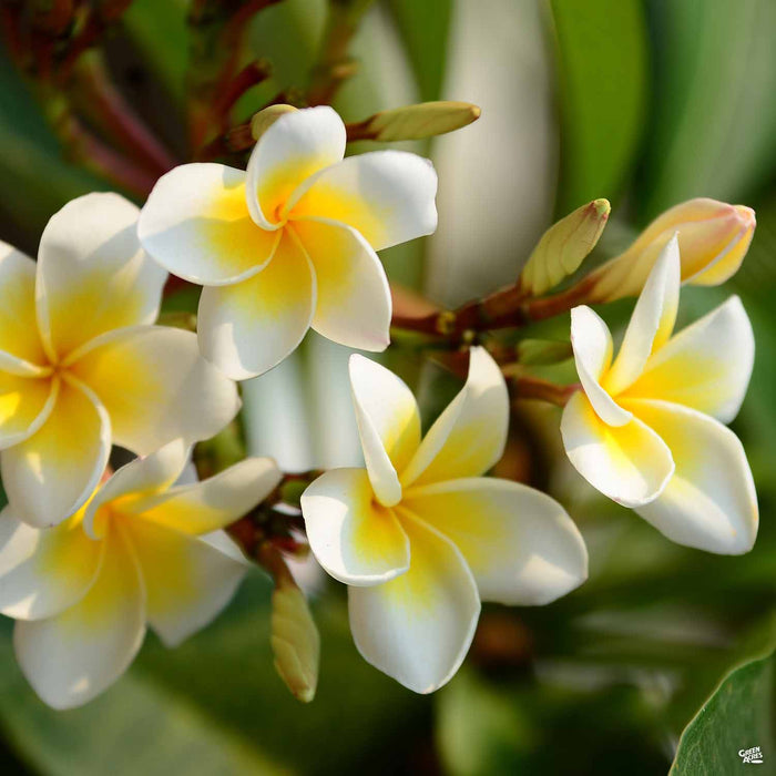 Plumeria
