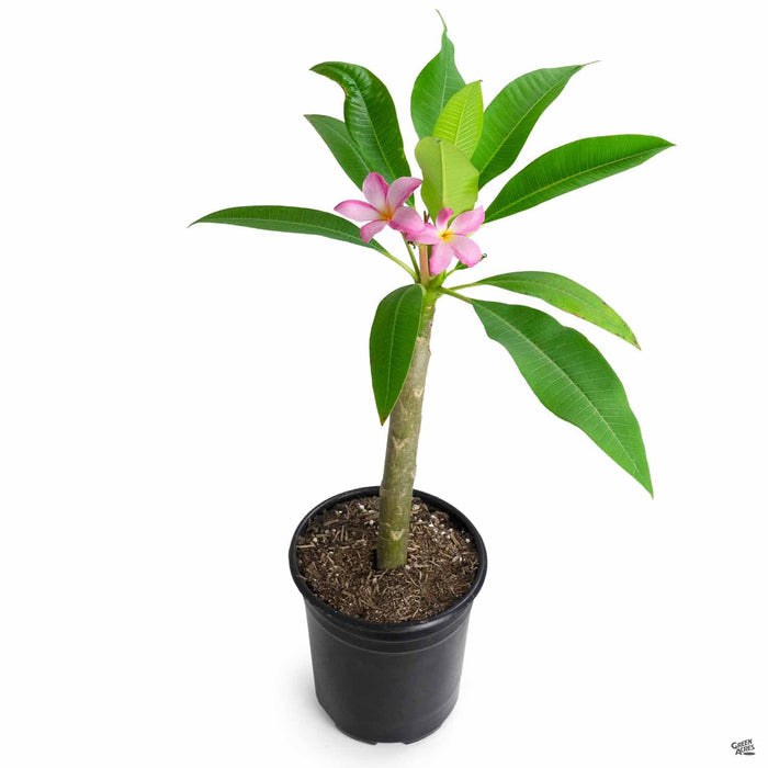Tropical Plumeria 1 gallon